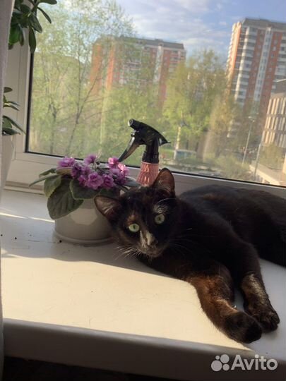 Отдам кота в добрые руки