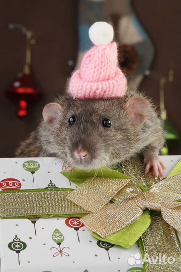 Крысята дамбо, крысы, огромный выбор