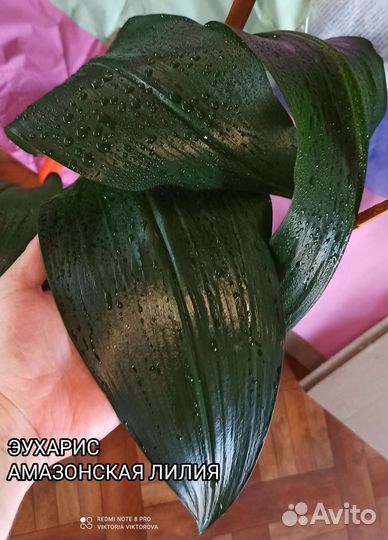 Эухарис амазонская лилия