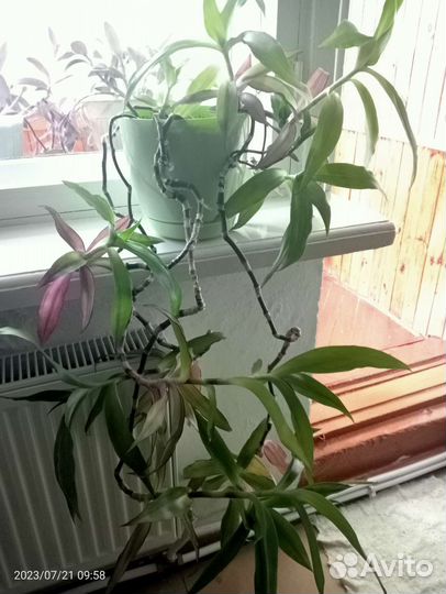 Цветок Золотой ус - домашний женьшень