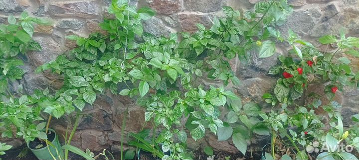 Перец призрак, хабанеро, Тринидад scorpion