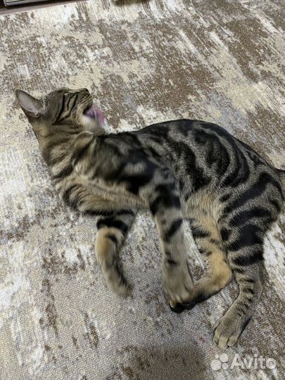 Абиссинский кот вязка