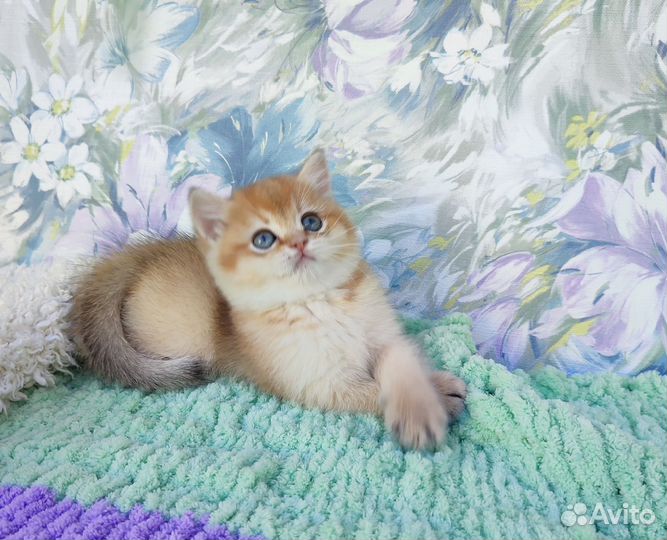 Британская шиншилла