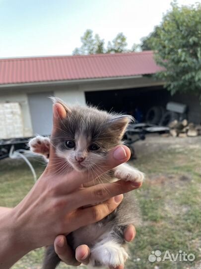 Котята в добрые руки бесплатно