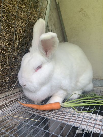 Кролики нзб, Калифорния