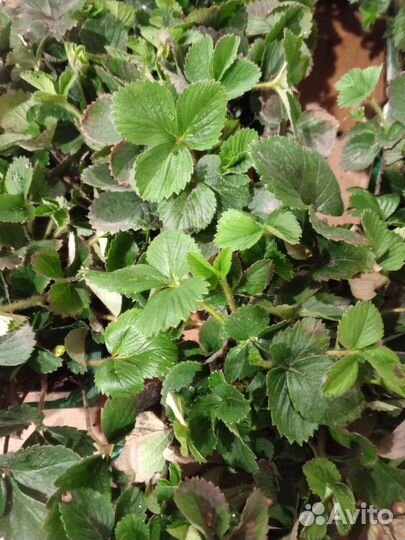 Клубника рассада