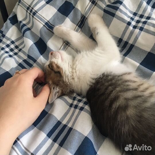 Котенок