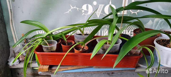 Гиппеаструм