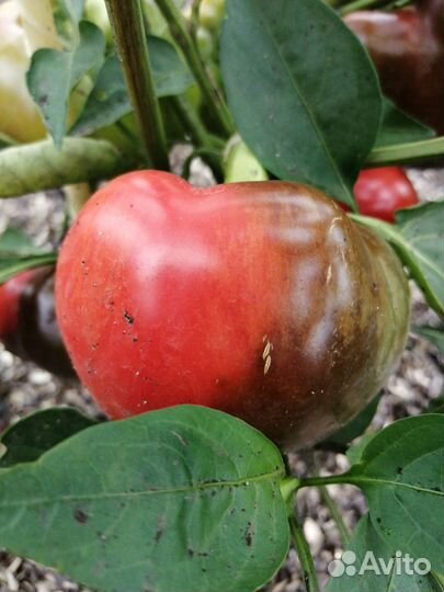 Семена коллекционных томатов и перцев