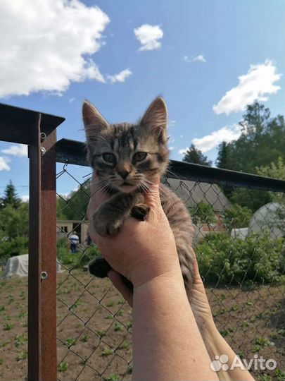 Котята в добрые руки бесплатно