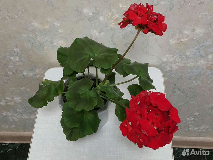 Пеларгония герань