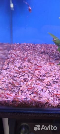 Сомики анциструсы