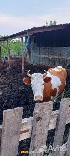 Корова дойная