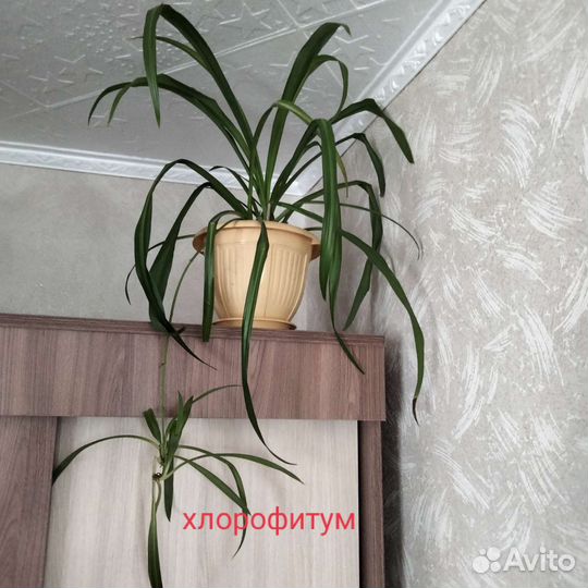 Комнатные цветы