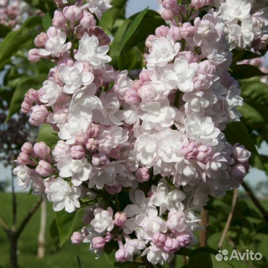 Сирень Красавица Москвы