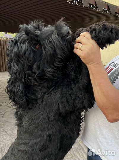 Русский черный терьер Вязка