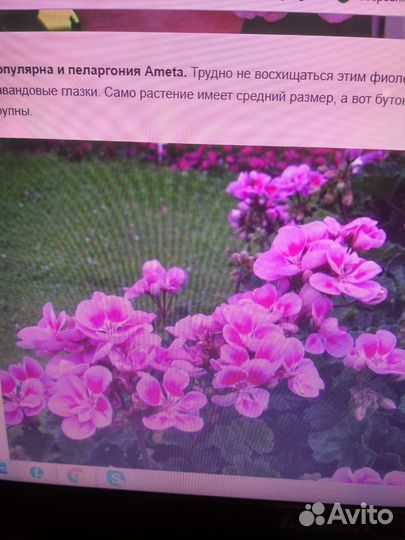 Пеларгония сортовая