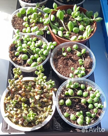 Кактусы и суккуленты