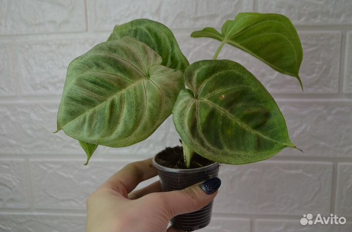 Сингониум макрофиллум фростед хард