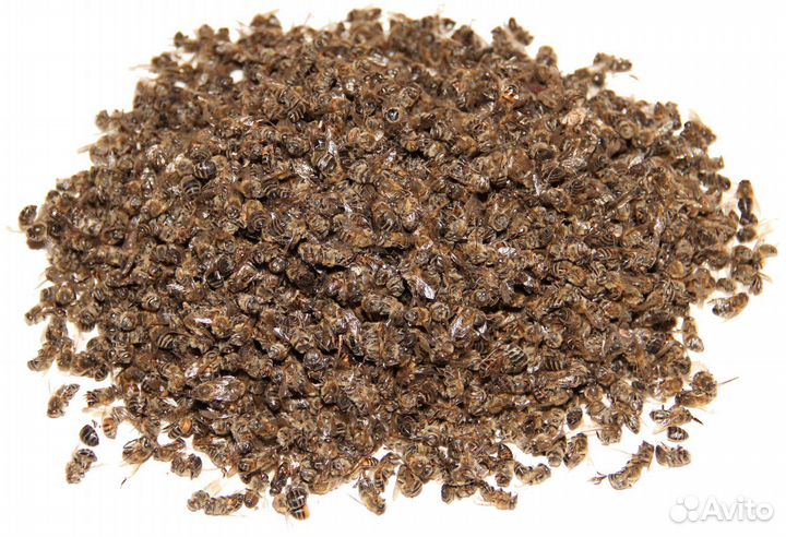 Пчелиный подмор