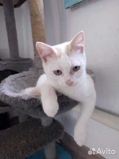 Котенок Умка (мальчик)