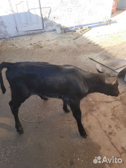 Тёлка 1 неделя