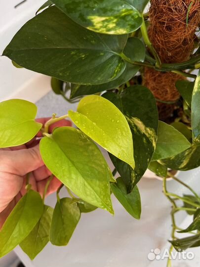 Эпипремнум (микс) Золотистый и Неон