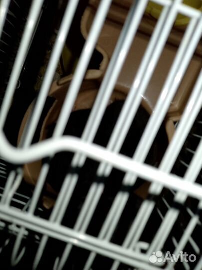 Четверо хомячат