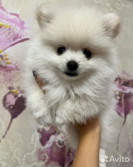 Белый померанский шпиц мальчик