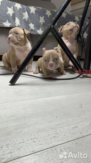 Ам Булли Микро девочка