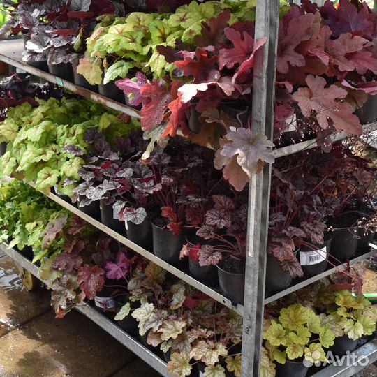 Декоративные растения для сада в горшках с зкс