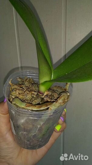 Орхидея Miki Gorgeous