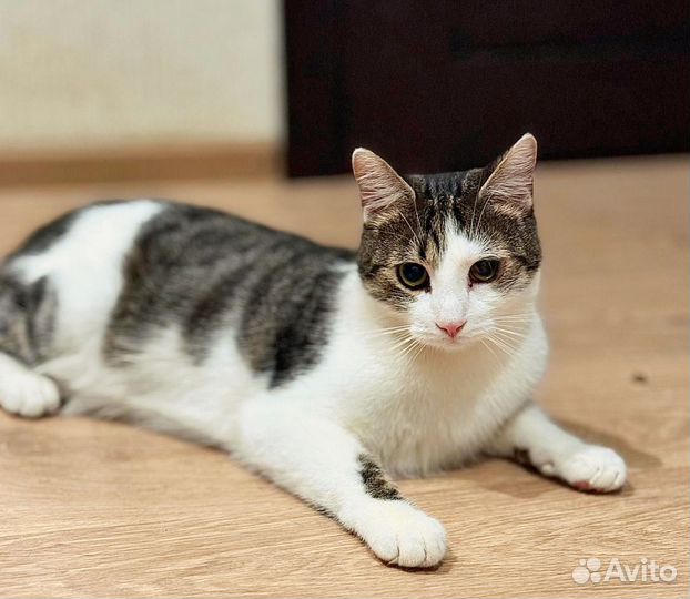 Ласковый смелый молодой кот в дар