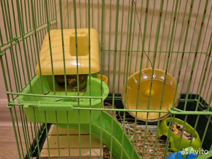 Хомяки вместе с клеткой
