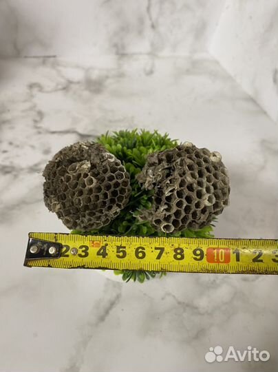 Осиное гнездо