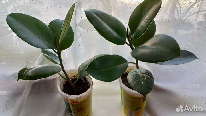 Комнатные растения