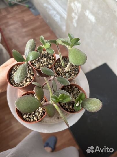 Толстянка денежное дерево крассула