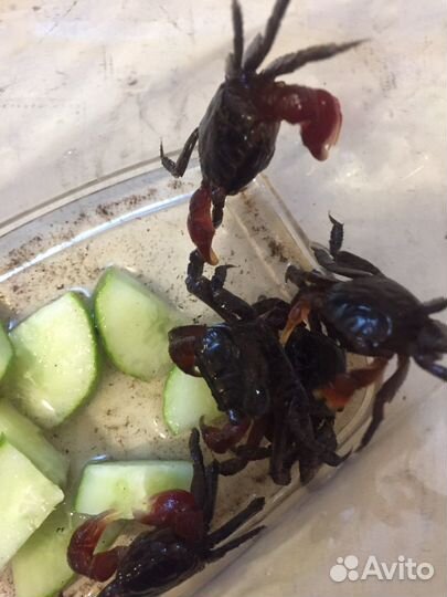 Рыбки разные