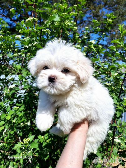 Мальтийская болонка мальчик