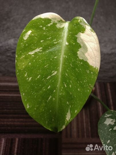 Монстера Тайское созвездие