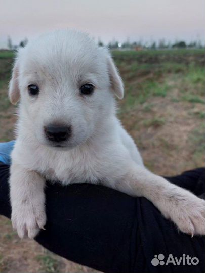 Щенок в добрые руки бесплатно метис