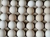 Яйцо инкубационное Доминант, редбро, Ломан браун