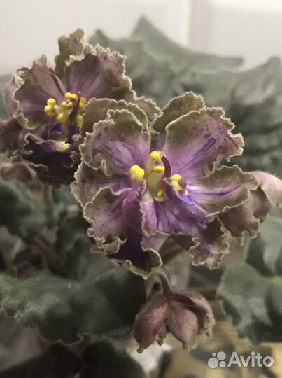 Фиалки сортовые