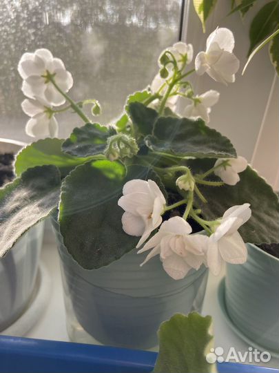 Фиалка белая узамбарская