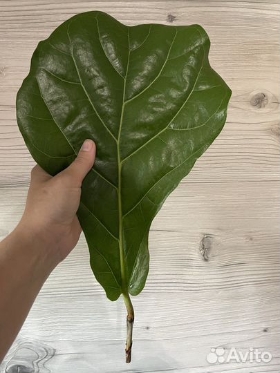 Фикус Лирата Колумнарис