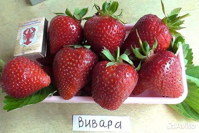 Клубника Вивара, Мальга, Мурано, Фурор и др