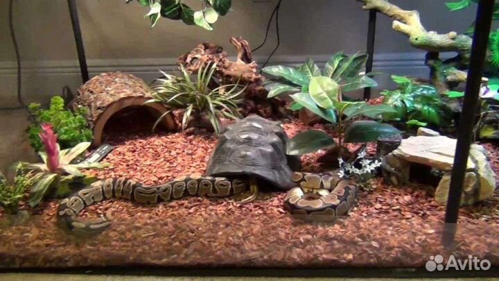 Обслуживание аквариумов и терариумов