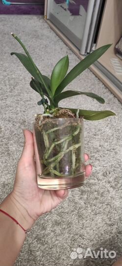 Орхидея пелорик