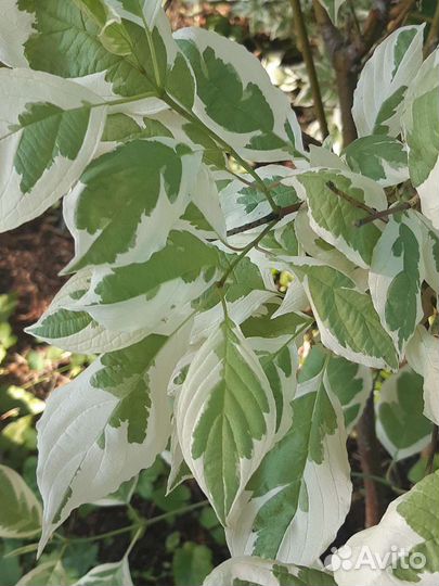 Дёрен обыкновенный