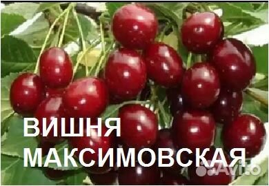 Саженцы вишни